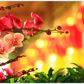 百花迎春