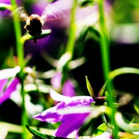 植物园拍花