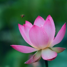 雨后荷花