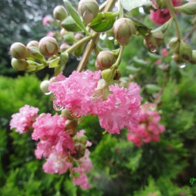 紫薇花pp