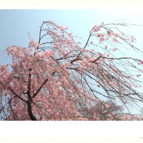 青龙寺赏樱花