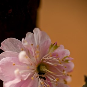 樱  花（一）