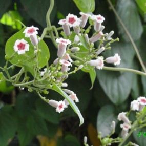 环城公园的花