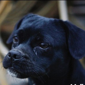 钉子狗