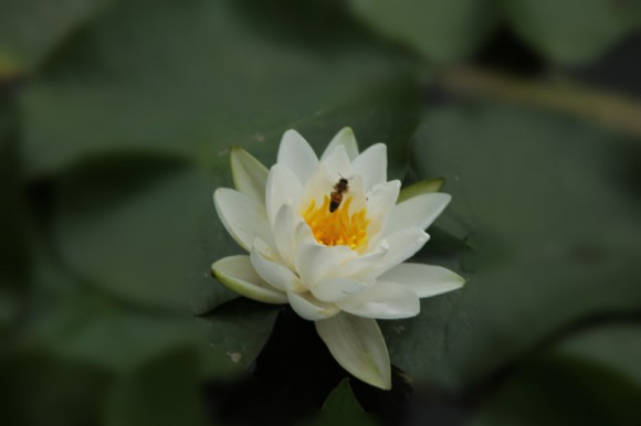 荷花一组