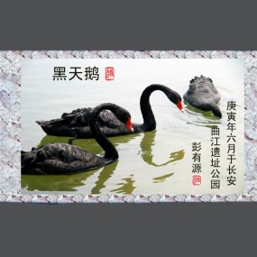 黑天鹅