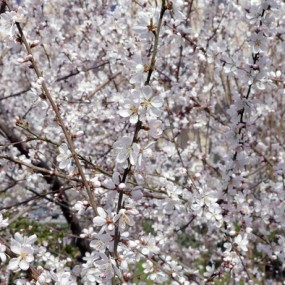 微单：春花✿