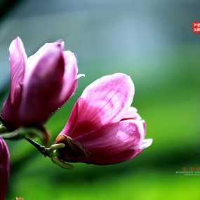 杂花生树