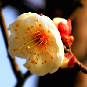 梅花7
