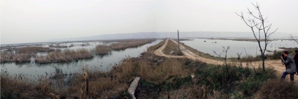 春暖大荔黄河湿地“百鸟朝凤”
