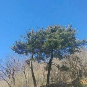 秦岭冬色
