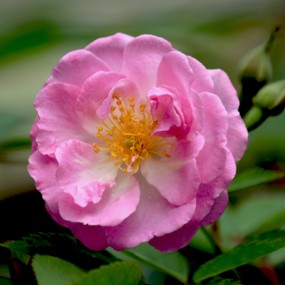 蔷薇花