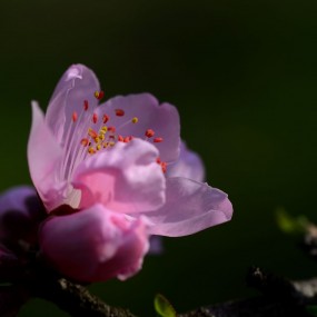 又见桃花开二