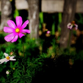 格桑花