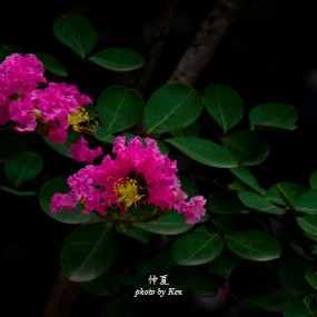 今年仲夏-1
