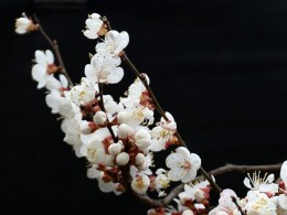 喜拍杏花