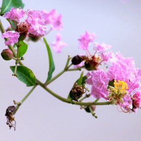 紫薇花