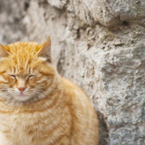 闲了拍个猫