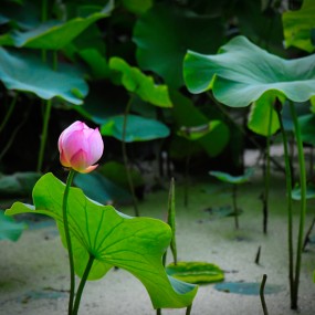 莲湖