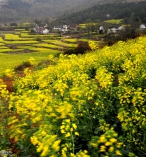汉中油菜