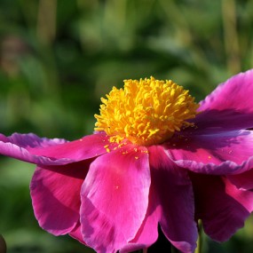 芍药