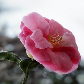 山茶花