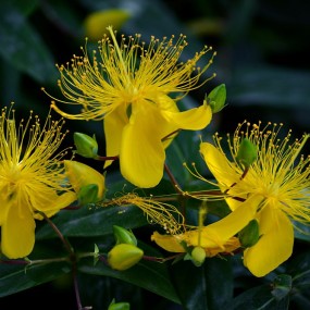 金丝桃花