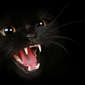 超爱的一组猫咪片