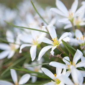 小花