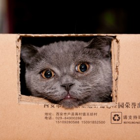 喵星人