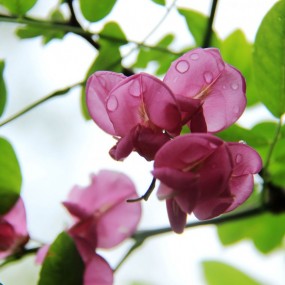 红槐花