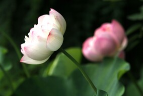 生态系列--荷 60809