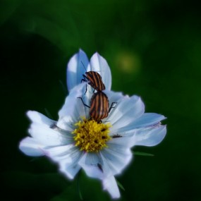 格桑花