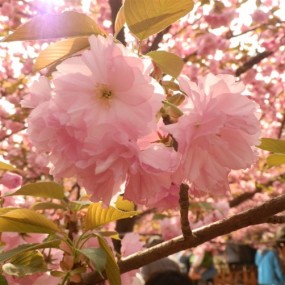 樱花绝色~