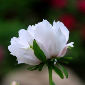 牡丹花-1