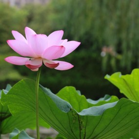 荷花----丰庆