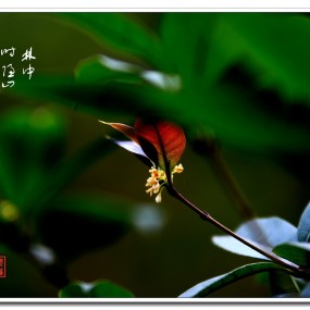 秋叶小品