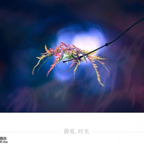 静夏时光