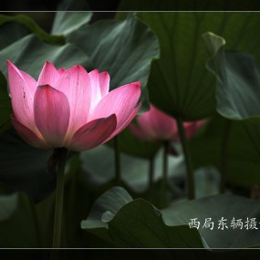 植物园采风