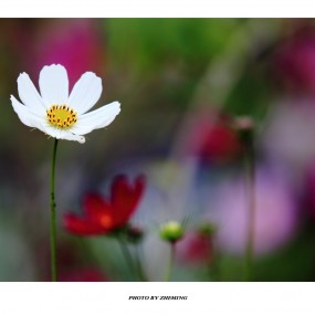 格桑花开
