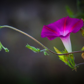 牵牛花儿开