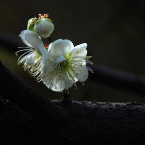 梅花