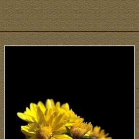 菊花·赞