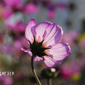 格桑花开