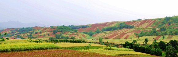 焦岱的麦田