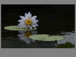 水上小品