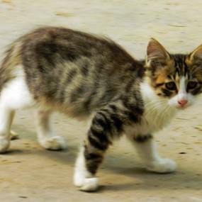 可怜的流浪猫，爱心人士喂养流浪猫，期待您的加入