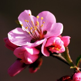 春天的花朵