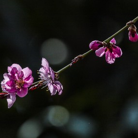 桃花小照