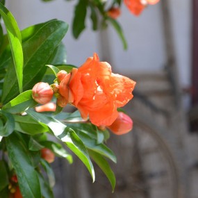 石榴花儿红